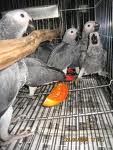 parrots and birds are ready for sale